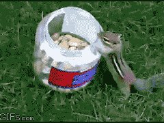 Магическое исчезновение белки