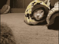 Быстрая кошка