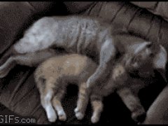 Нежные ухаживания