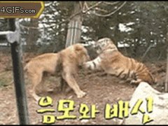 Лев увернулся от многочисленных ударов