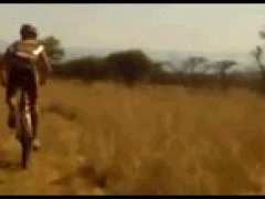 Олень сбивает велосипедиста