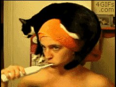 Кошка в роли головного убора