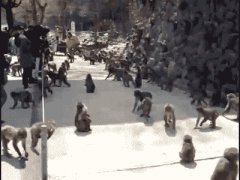 Безумная стая обезьян
