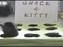 Игра с котятами