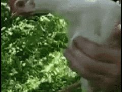 Неподвижная голова курицы