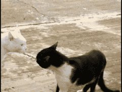 Кошка Кунг-Фу