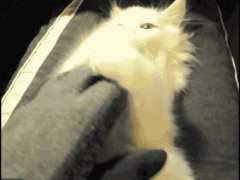 Котенок устал от игры