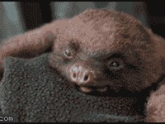 Зевающий ленивец