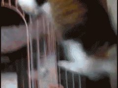 Клетка для отдыха
