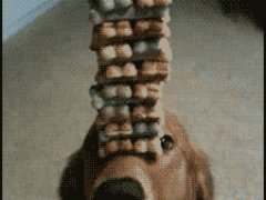 Очень терпеливая собака