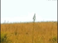 Каракал ловит птицу в полёте