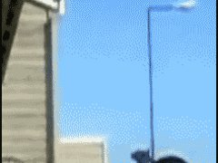 Запрыгнула на балкон