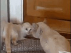 Защитная поза