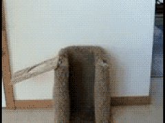 Собака ест стоя