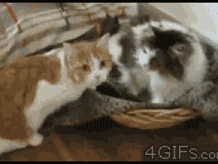 Ласково укусила за ушко