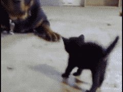 Большая собака и маленький котёнок
