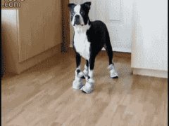 Ботинки не для собак