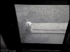 Странная и немного пугающая кошка