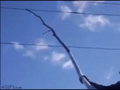 Любопытный придурок