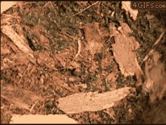 Замаскированная ловушка