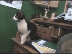 Кошки тоже иногда ошибаются