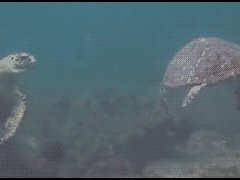 Приветствие у черепах