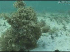 Замаскированный осьминог