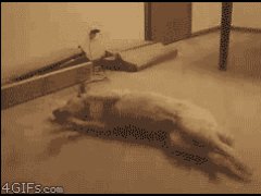Кошмарные собачьи сны