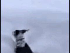 Прорыла себе туннель