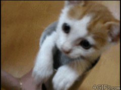 Котёнок в трубе