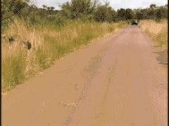 Забавнейший слоненок