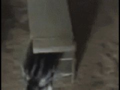 Ловушка для кошки