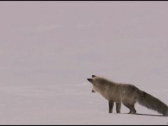 Лиса ловит мышь под снегом