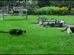 Неожиданный прыжок сзади