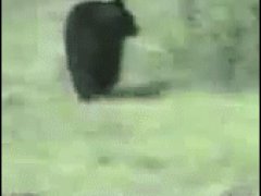 Кошка напугала медведя из кустов