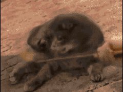 Шокированный котёнок