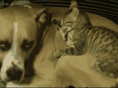 Собака в качестве постели
