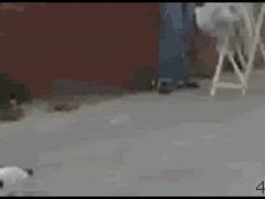 Обломившаяся кошка