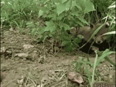 Лисёнок кушает из рук