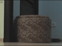 Кошачья взаимопомощь
