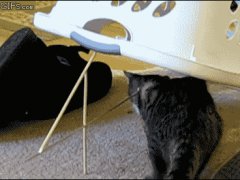 Простейшая ловушка для кошки