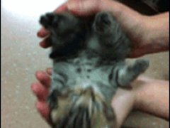 Кошка - гармошка