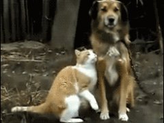 Дружелюбная кошка