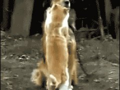Кошка любит обниматься
