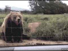 Дружелюбные животные