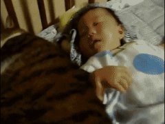 Огромный жирный кот