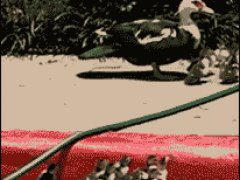 Помогли утятам выбраться