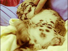 Подрыгивающий лапкой тигренок