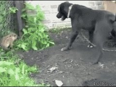Бесстрашный маленький кабаненок