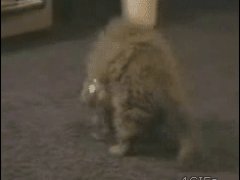 Кошка в аквариуме